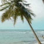 a couple of palm trees sitting on top of a beach