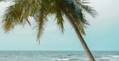 a couple of palm trees sitting on top of a beach